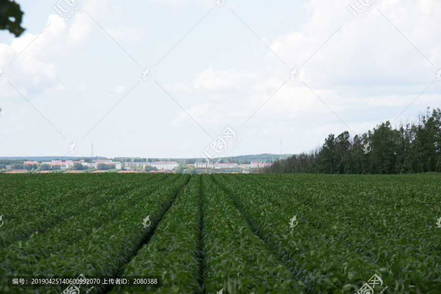 大豆生产基地