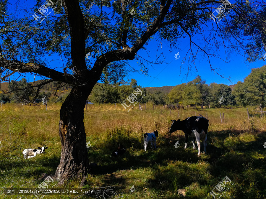 树下的母牛和小牛