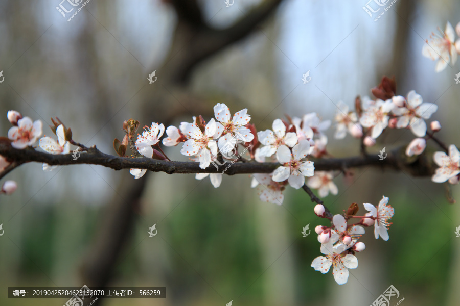 樱花