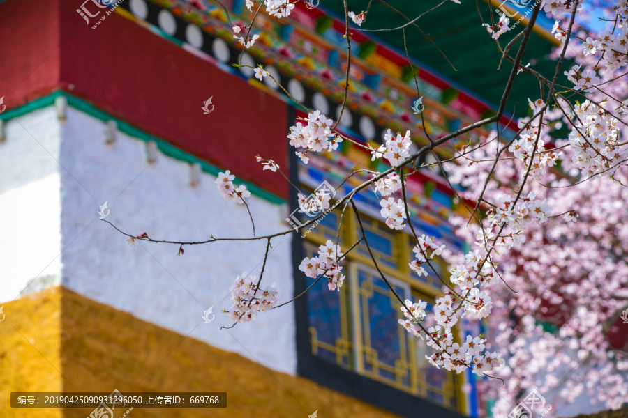 林芝桃花寺院桃花世外桃源