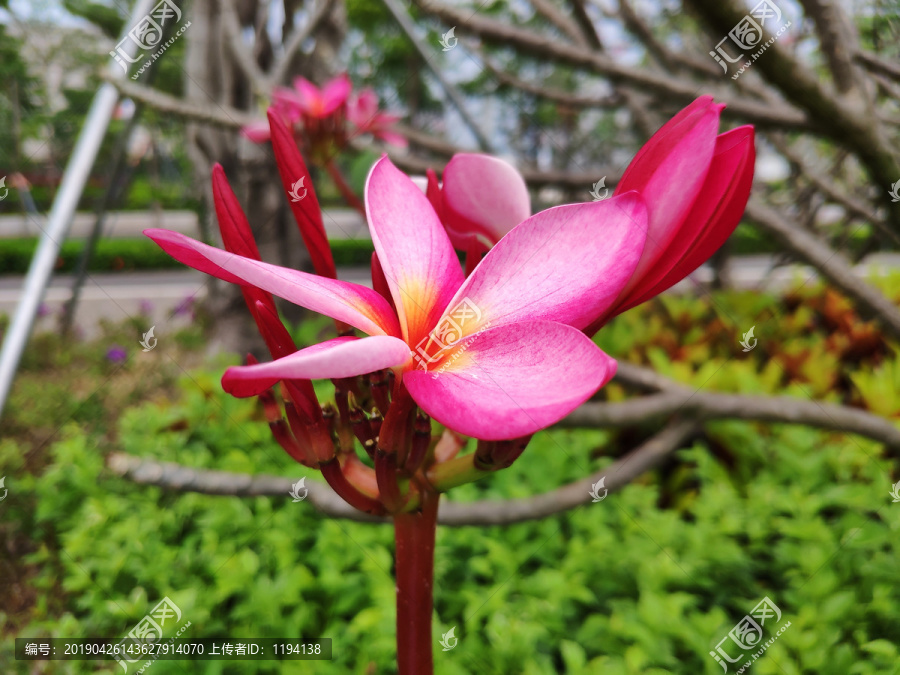 鸡蛋花