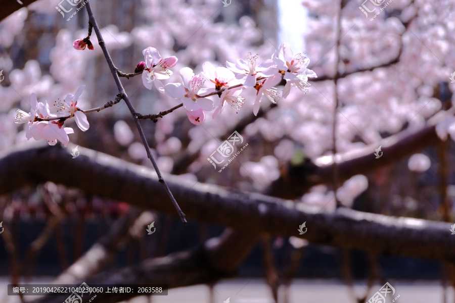 樱花