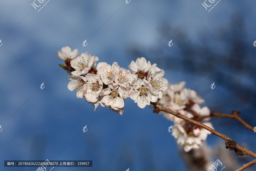 梨花杏花梅花