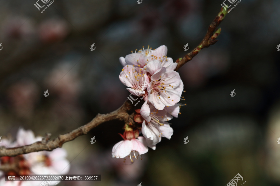 梨花杏花梅花