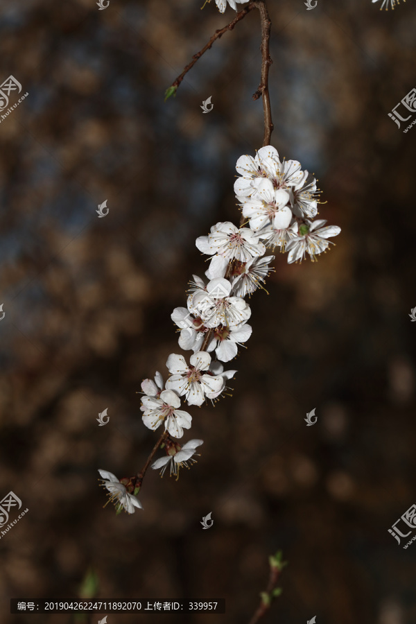 梨花杏花梅花