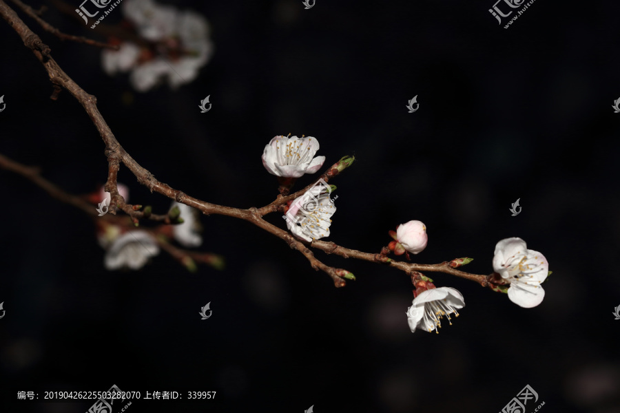 梨花杏花梅花