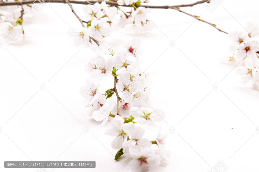 樱花花朵