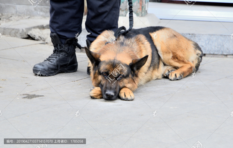 警犬