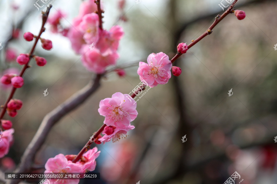 梅花