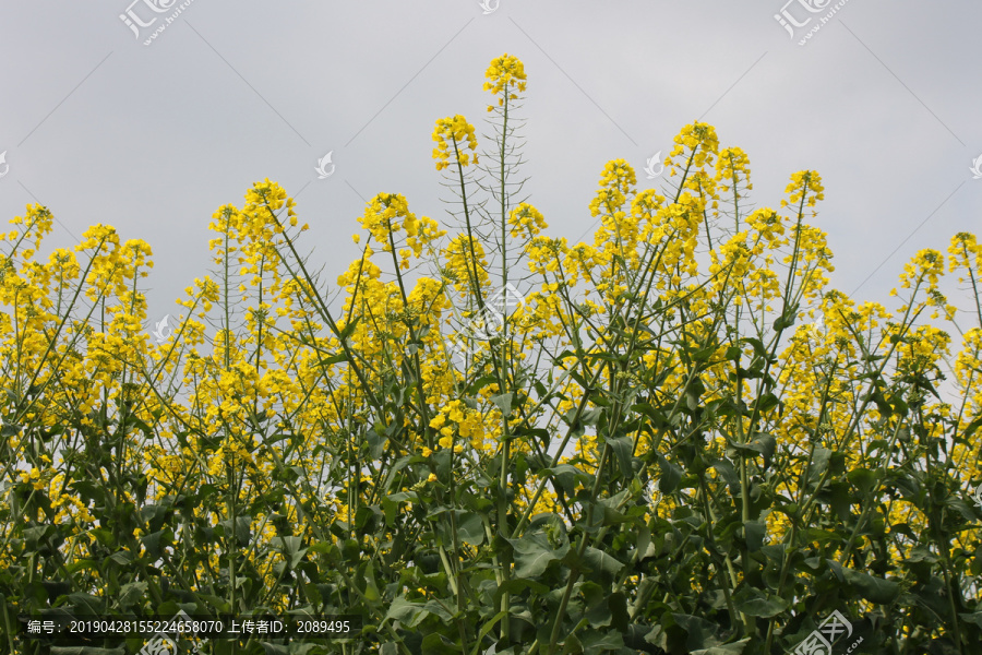 油菜花