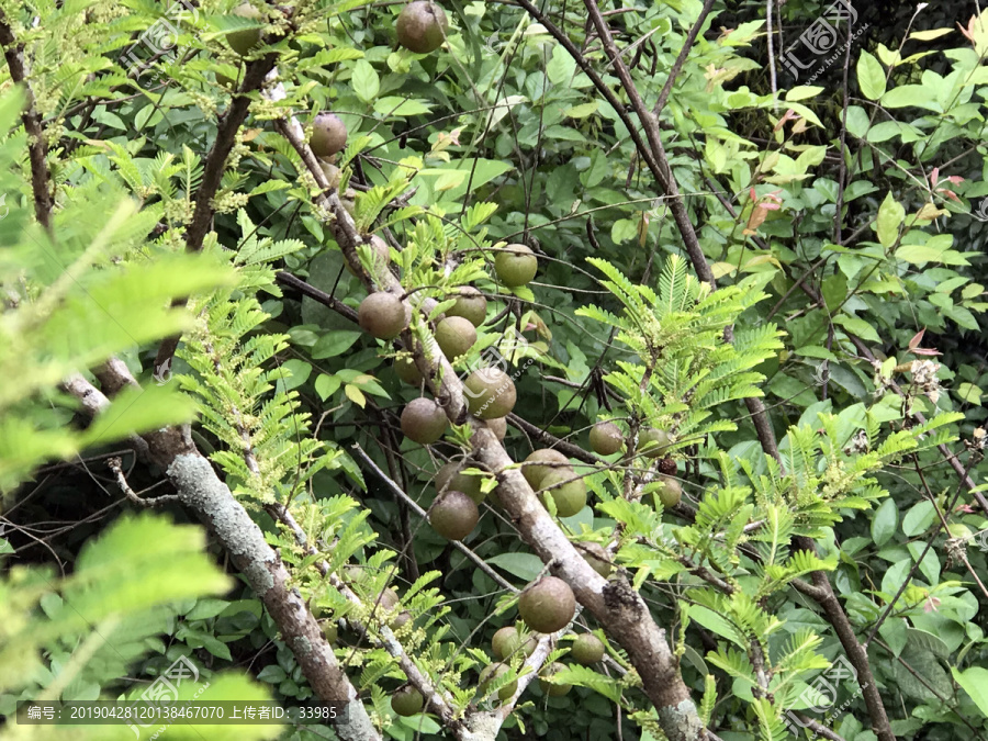 野生牛甘果