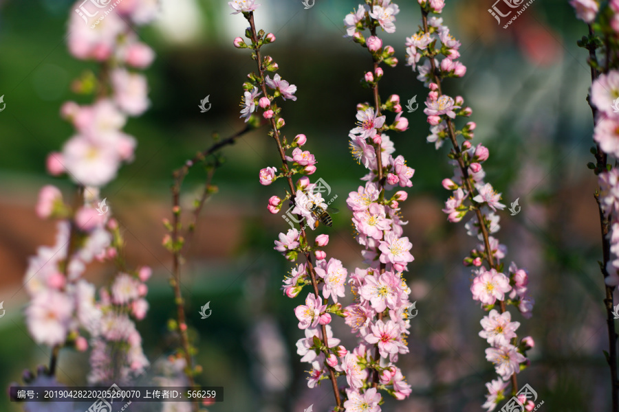 桃花