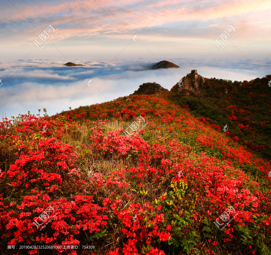 满山杜鹃花