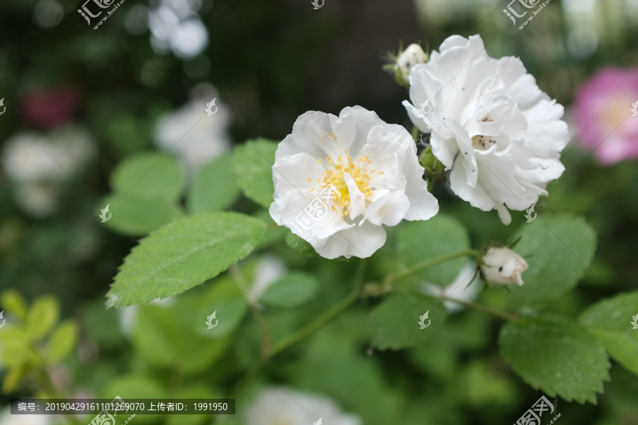 蔷薇白色