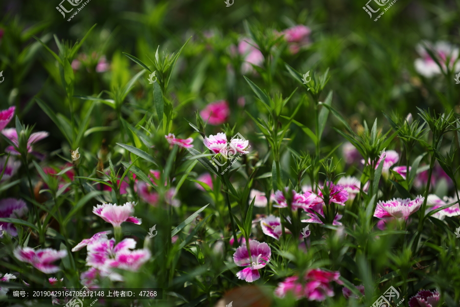 花草绿植