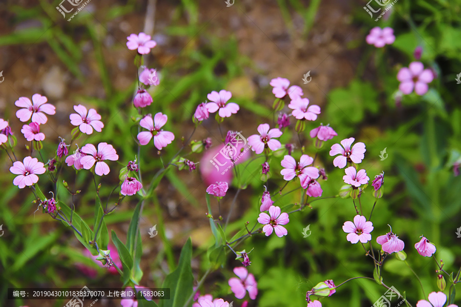 路边野花