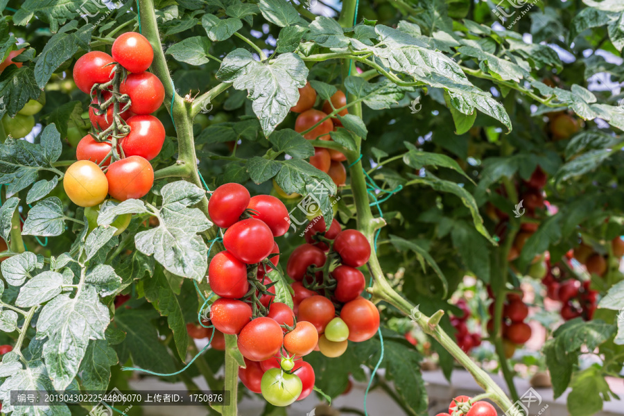 小番茄种植