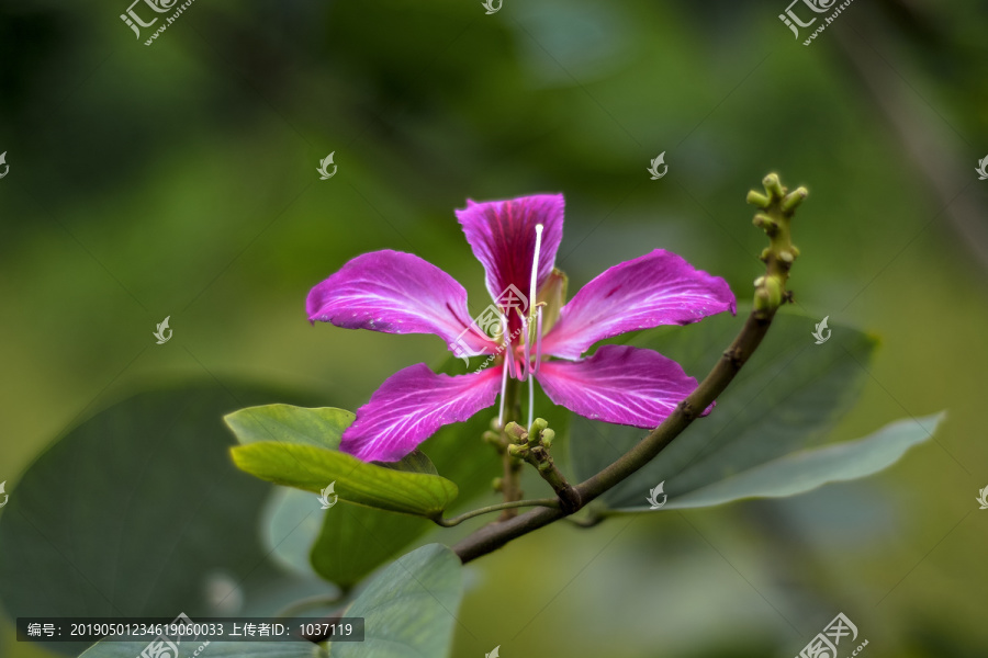 紫荆花