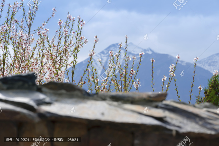 林芝桃花