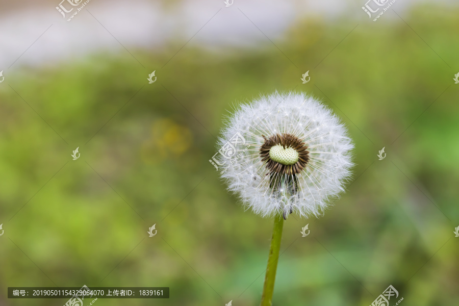 院子里的蒲公英