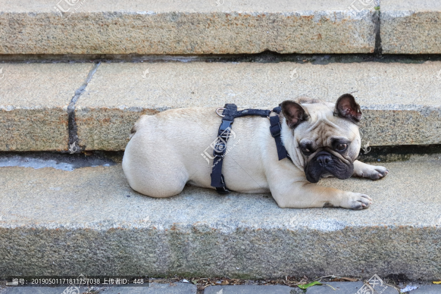 狗斗牛犬Bulldog