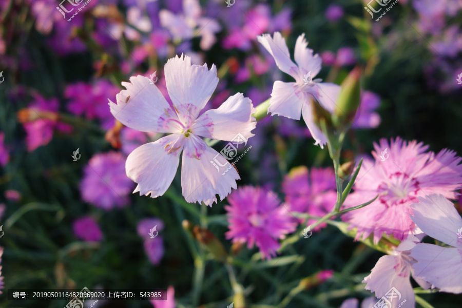 石竹花特写