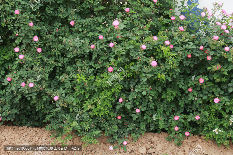 粉色蔷薇花从摄影