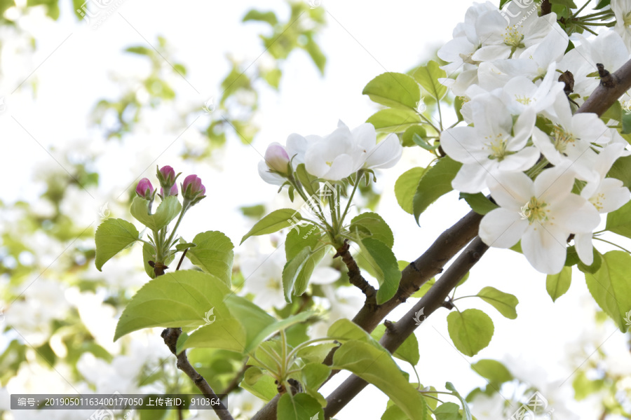 苹果树开花