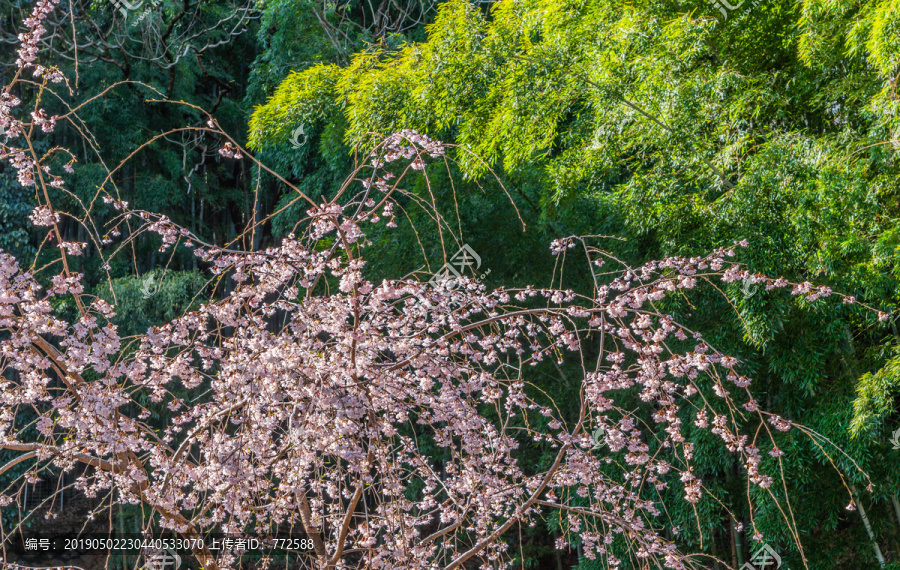 京都嵯峨盛开的樱花