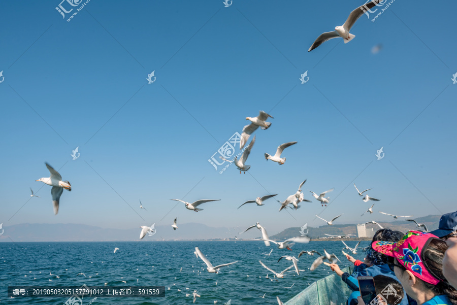 抚仙湖海鸥飞舞