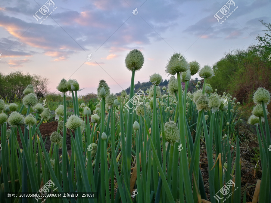 毛绒绒的葱花