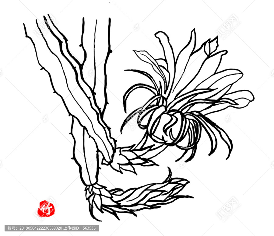 火龍果花