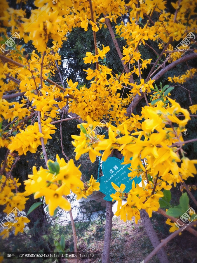 春天里的美丽花朵