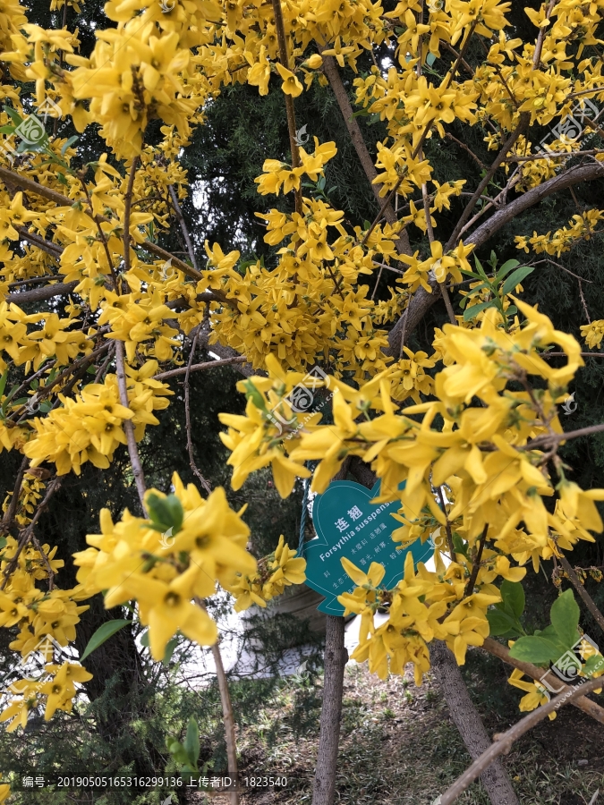 春天里的花朵