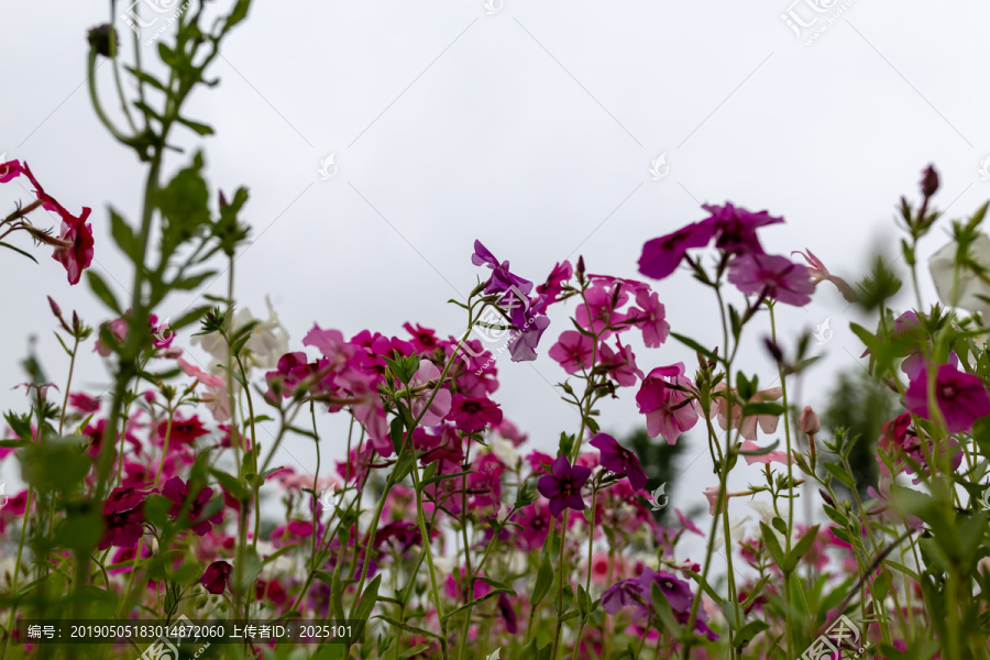 长春花花田