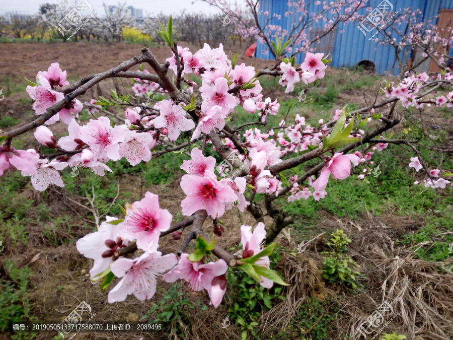 桃花