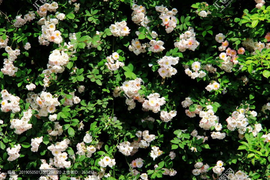 多花薔薇七姊妹