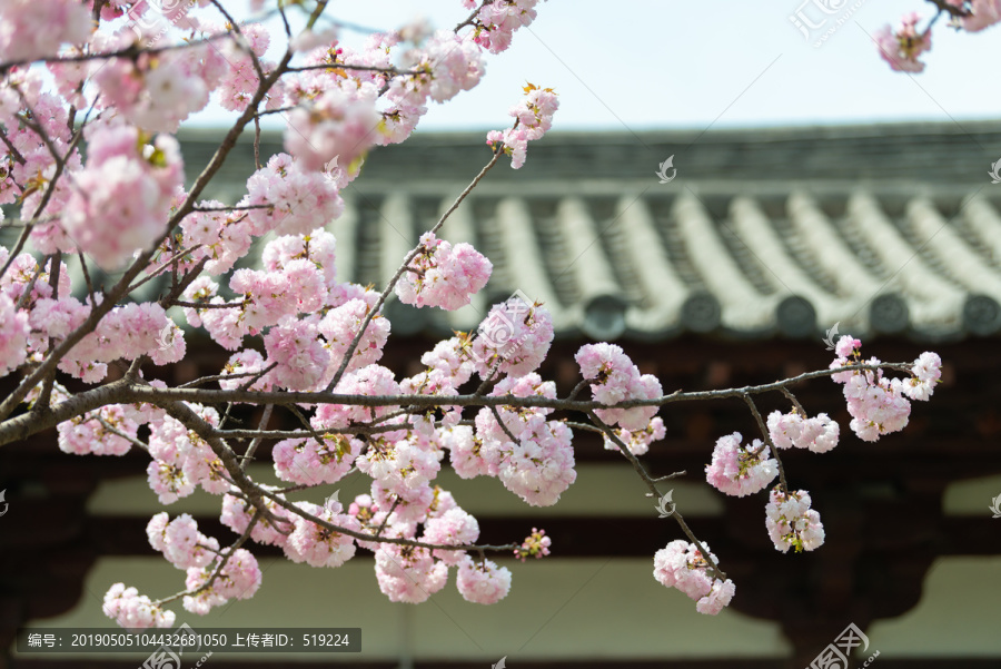 青龙寺樱花