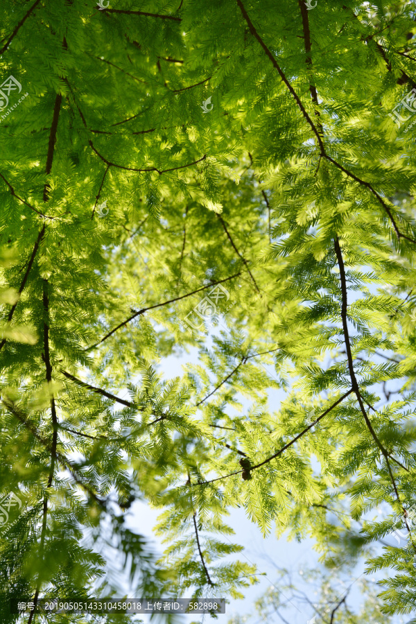 清新水杉树叶