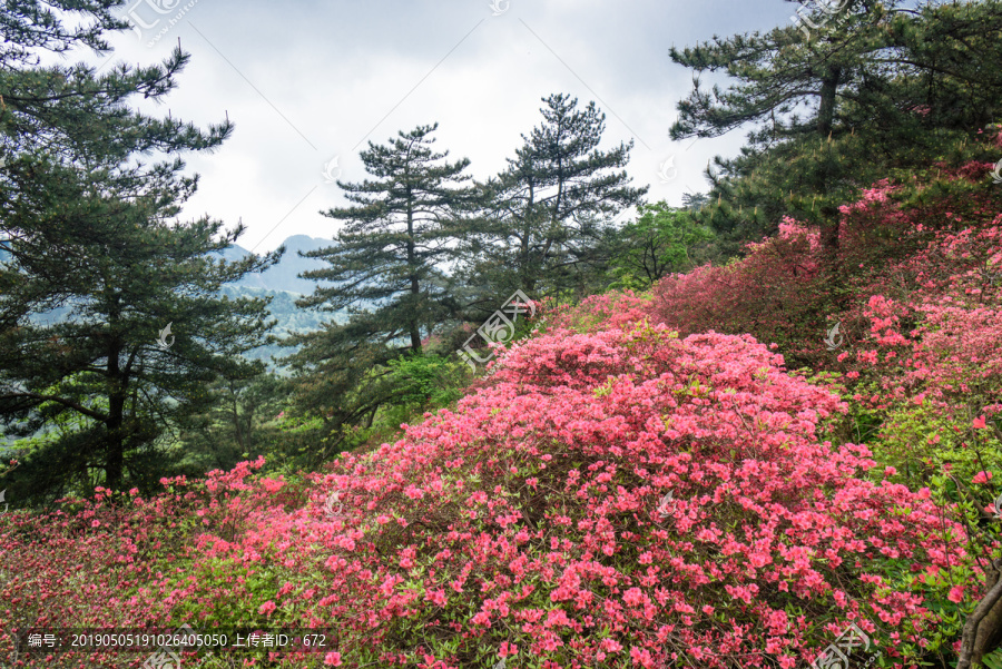 杜鹃花海