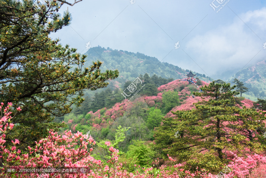 杜鹃花海