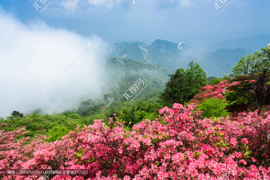 山中杜鹃花