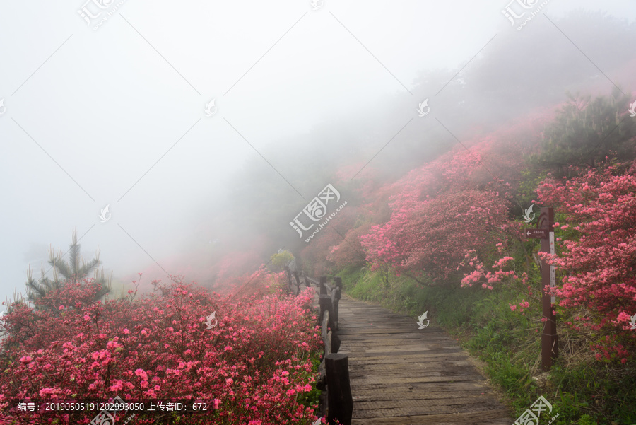 雾中赏杜鹃花