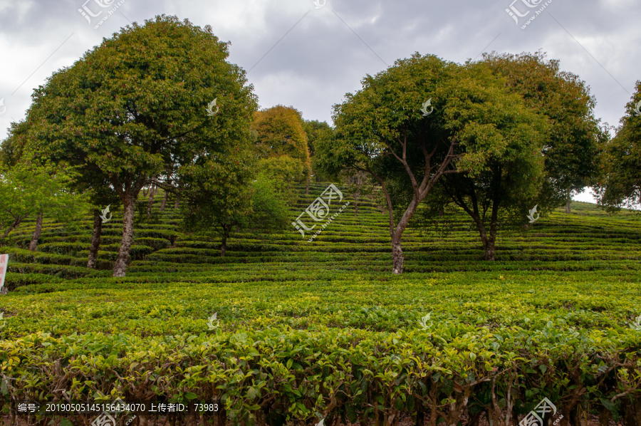 高山普洱茶园