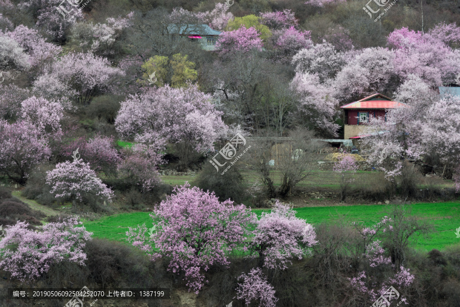 林芝桃花