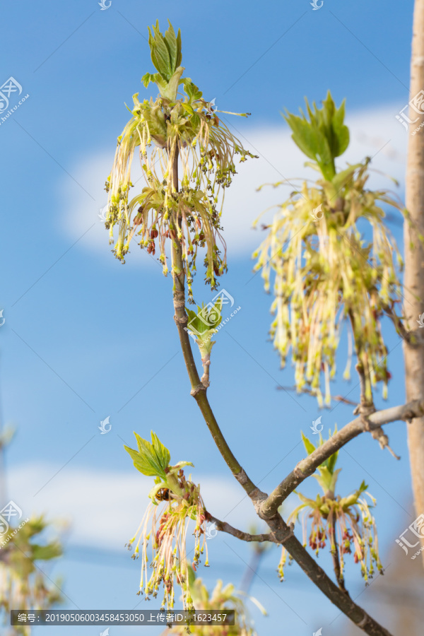 梣叶槭草裙状披针形花