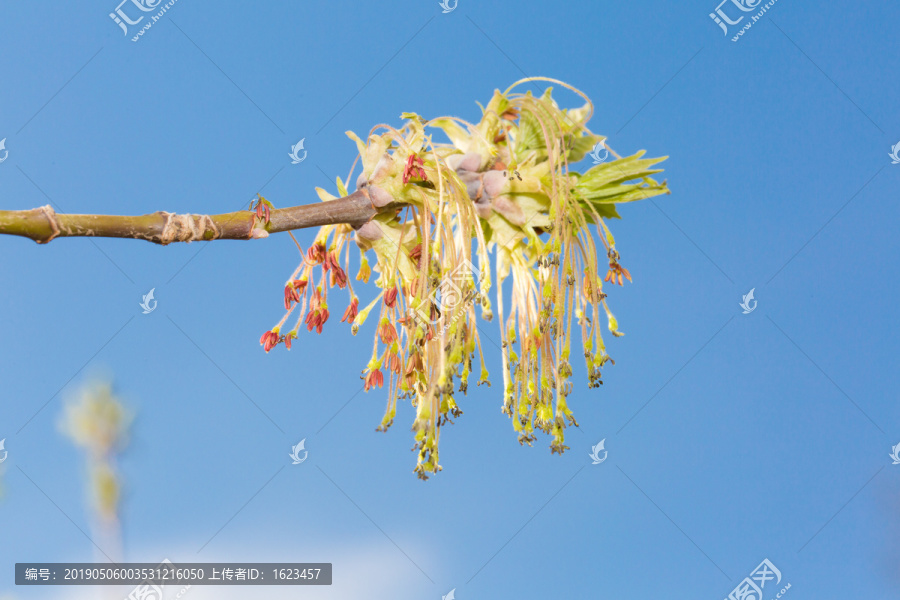 梣叶槭草裙状披针形花