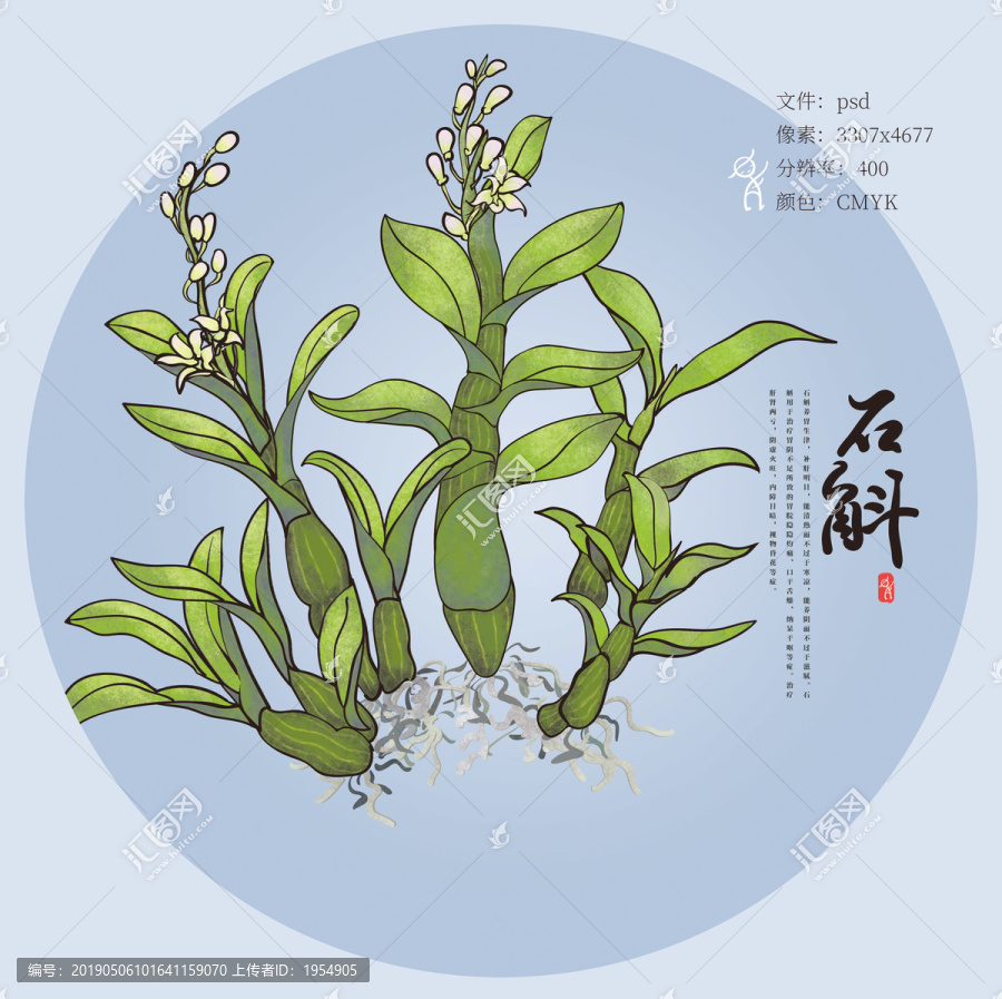純手繪植物養(yǎng)生中草藥石斛