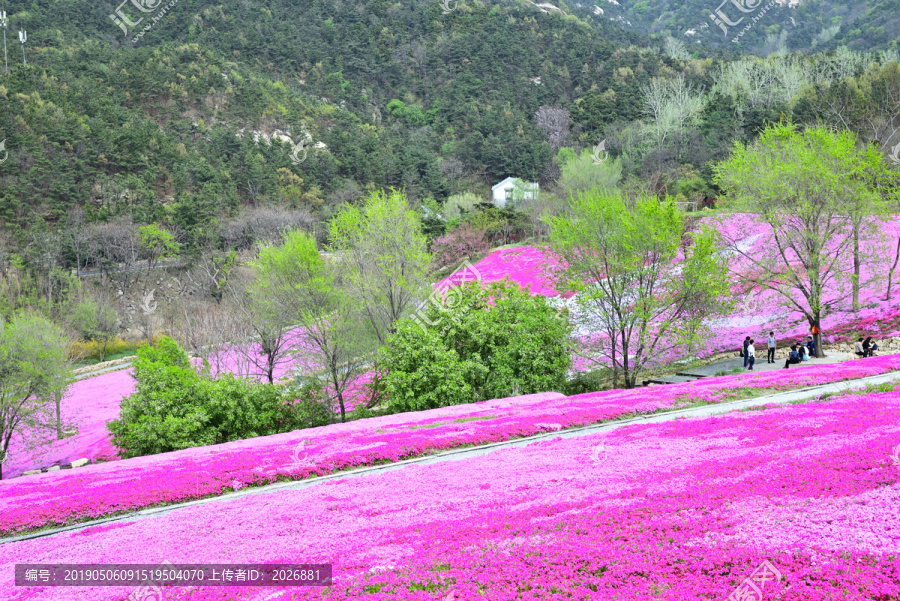 芝樱花海