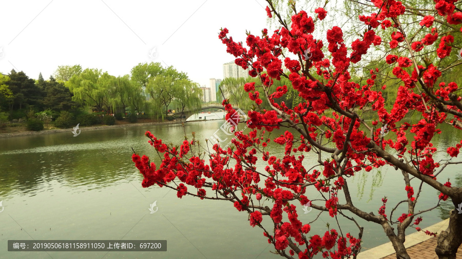 风景桃花